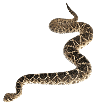 Serpiente de cascabel