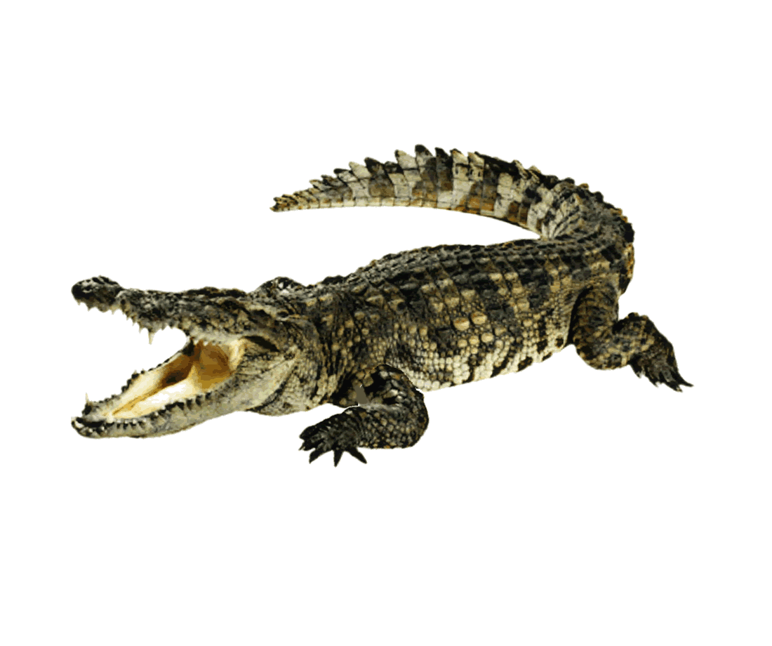 crocodrilo.gif