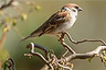 sparrow.jpg