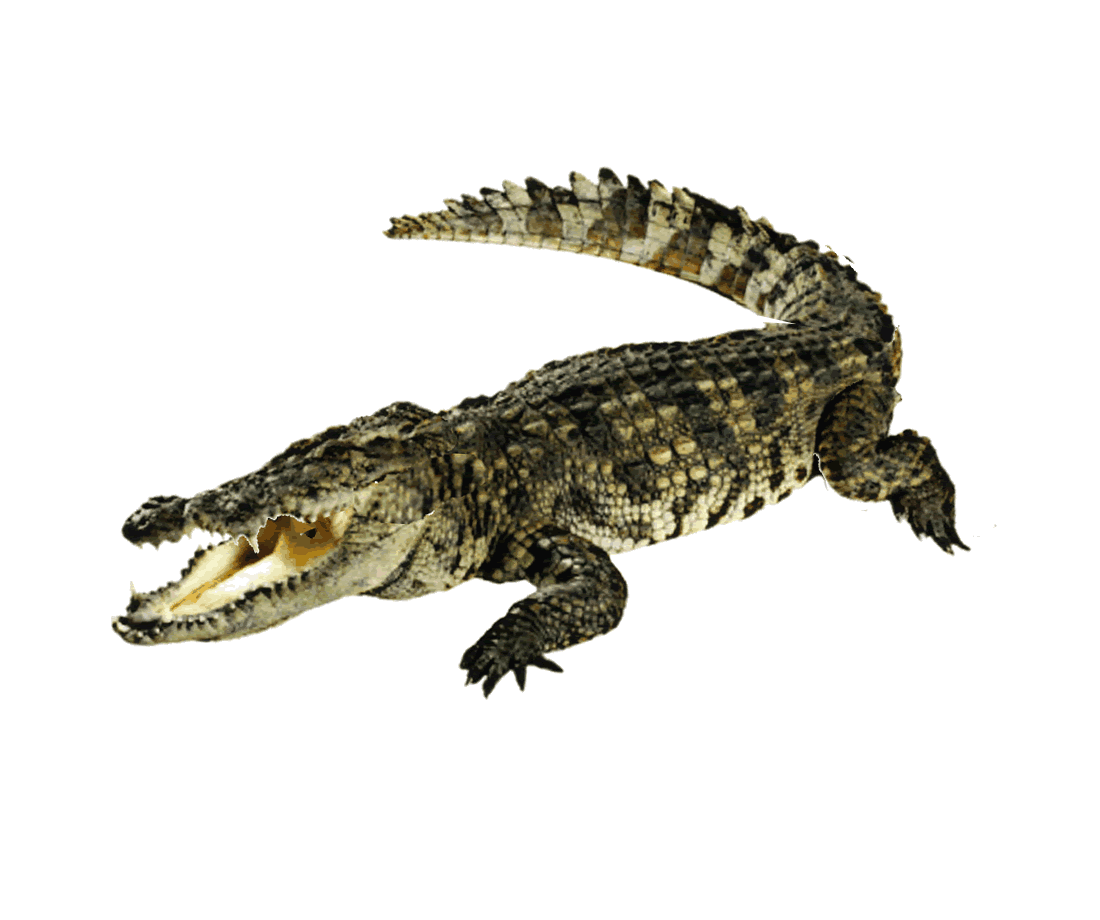 Croc-Animated.gif