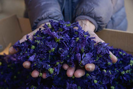 Fleur de Florence.jpg