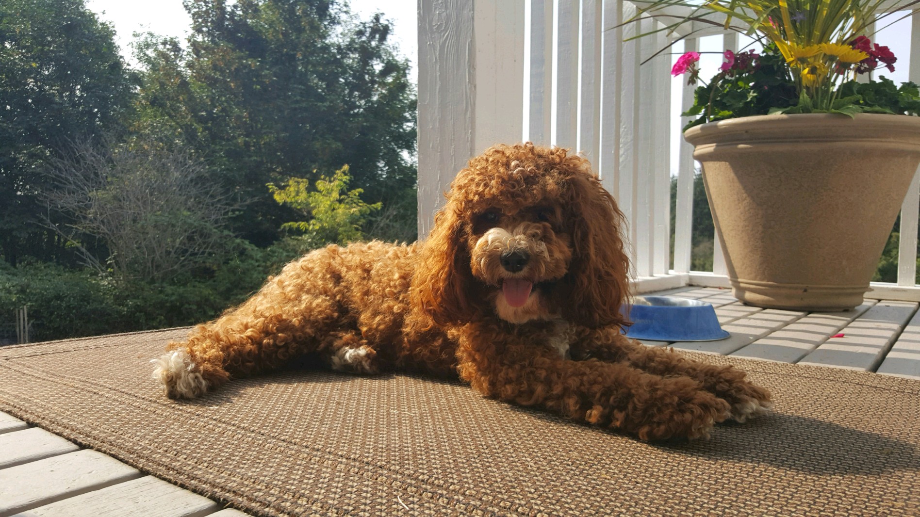 jackies cockapoo