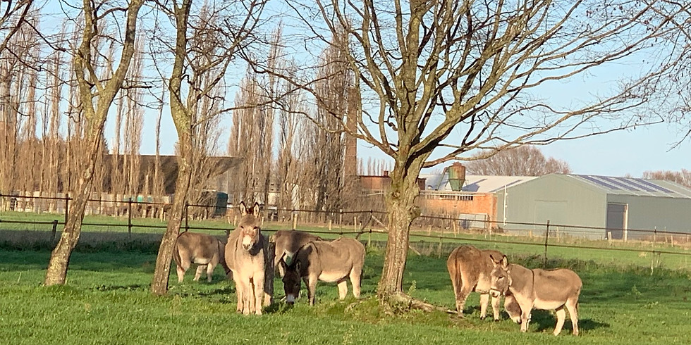 GRATIS Prijskamp voor ezels, paarden en pony's