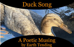 Duck Song by Kristy #EarthTending