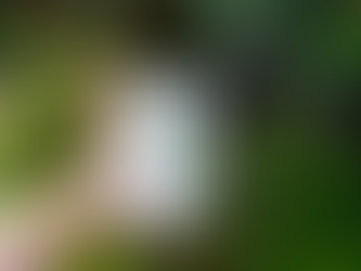 Trà Shan Tuyết Cao Cấp - Hương vị nguyên bản từ đỉnh núi Hà Giang