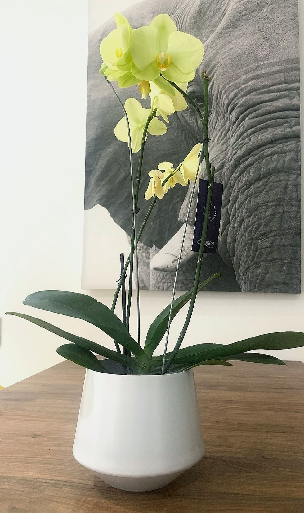 Miniatura: Matero Penta