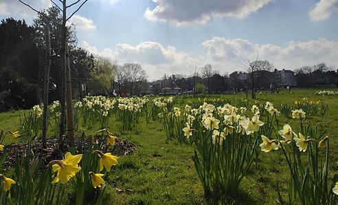 Daffodils in the community orchard at South Norwood Lake and Grounds park, London SE25 SE19