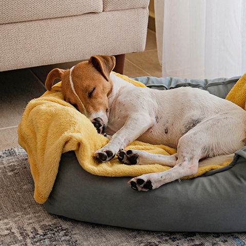 Jack Russell terrier dog sleeping on a blanket and dog bed.