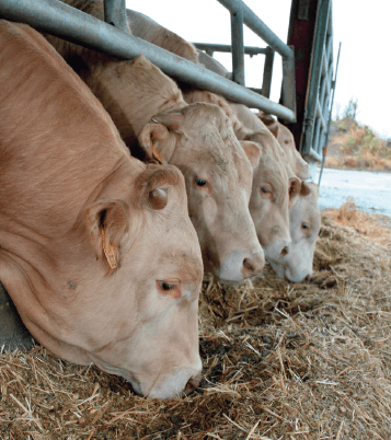 Engraissement de taurions de race "Blonde d'Aquitaine"