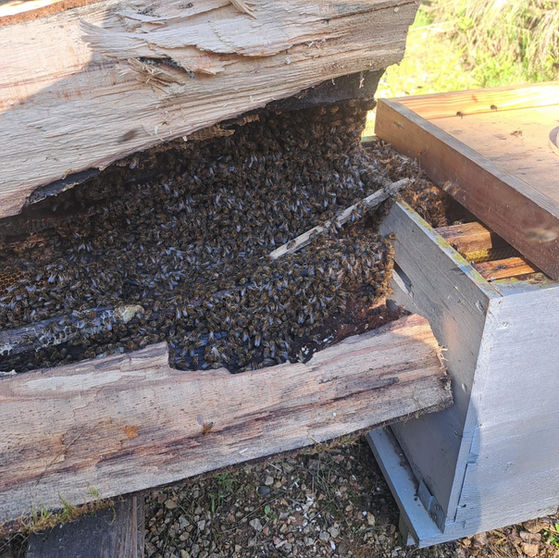 Sauvetage d'une colonie d'abeilles dans un arbre coupé