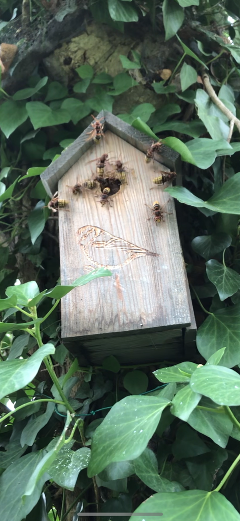 Frelons dans un abris d'oiseaux
