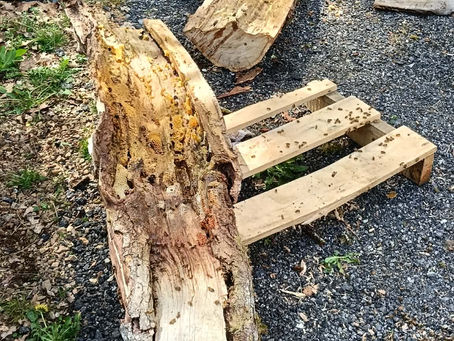 Des abeilles noires sauvées d'un arbre coupé !