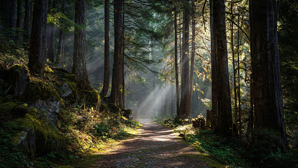 foret-limousine