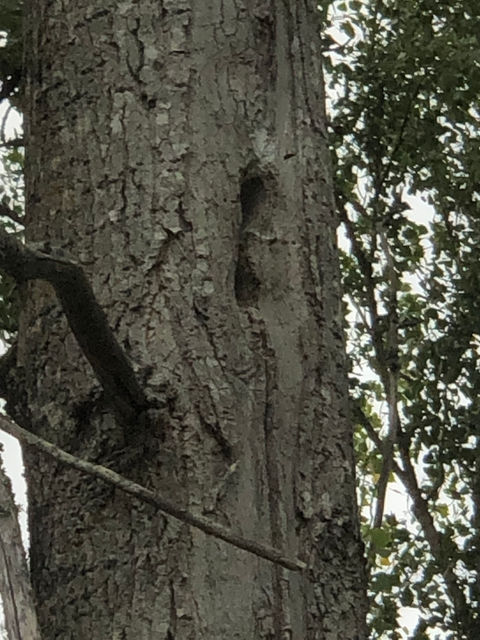 Frelons dans un tronc d'arbre