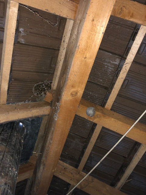 Nid de frelons sous une charpente