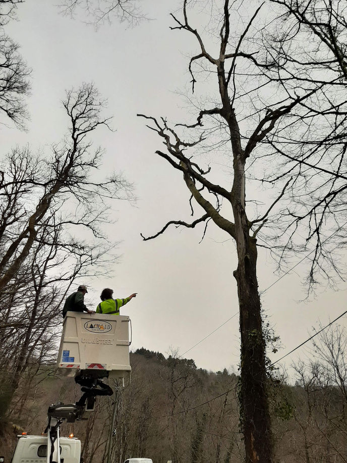 Travaux d'élagage en Corrèze