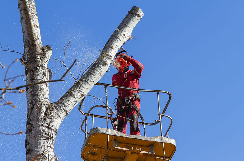 elagage-arbre-avec-nacelle