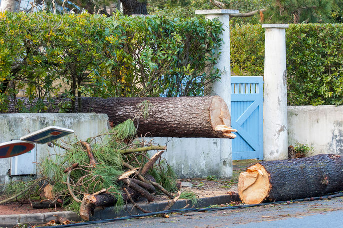 Coupe d'un arbre après une tempête