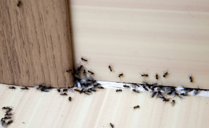 Invasion de fourmis dans une habitation