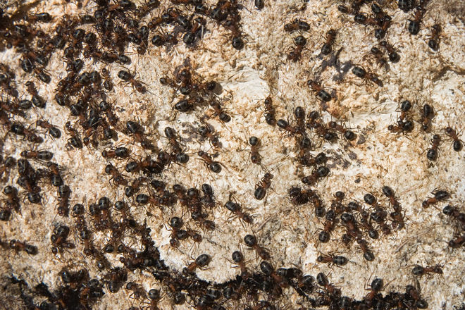 Fourmis