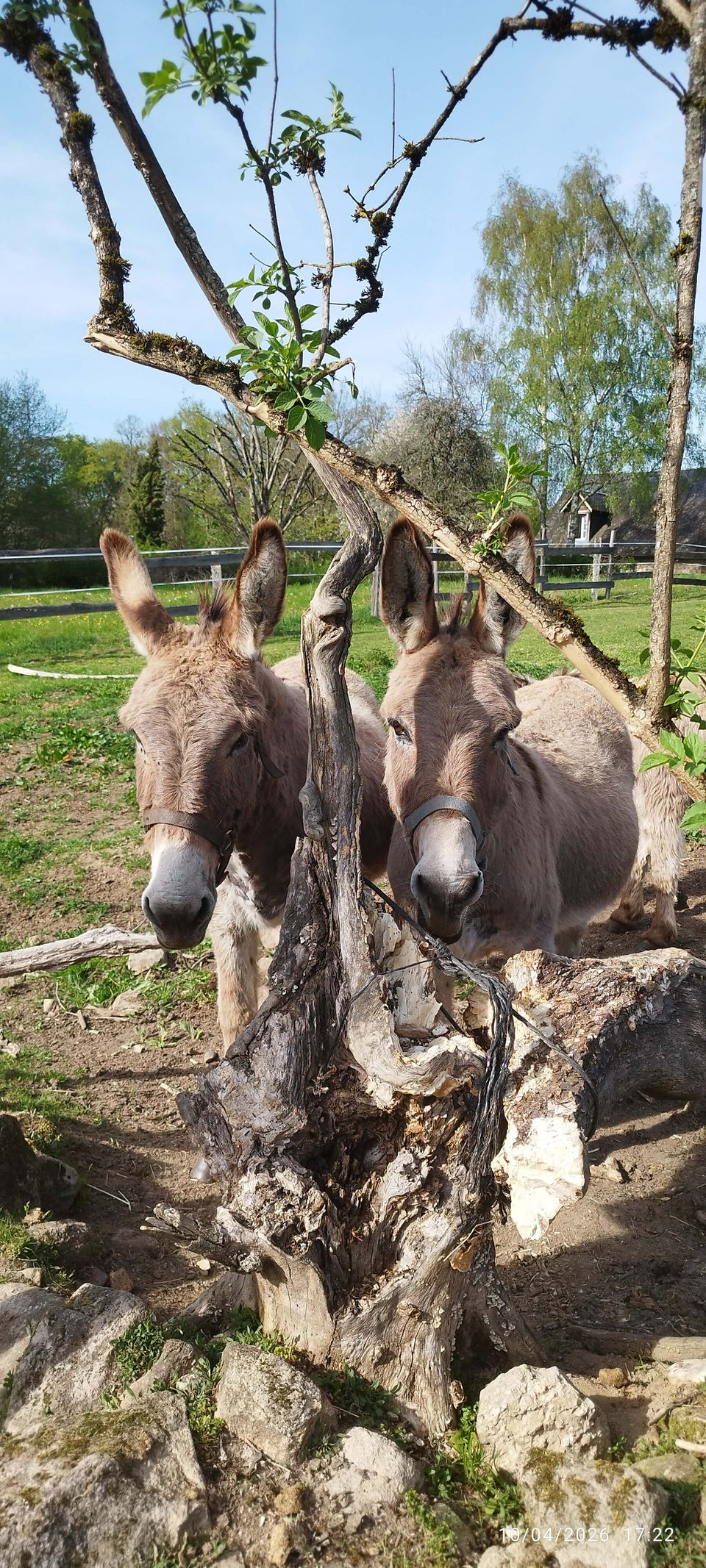 Les âneries du Soulier