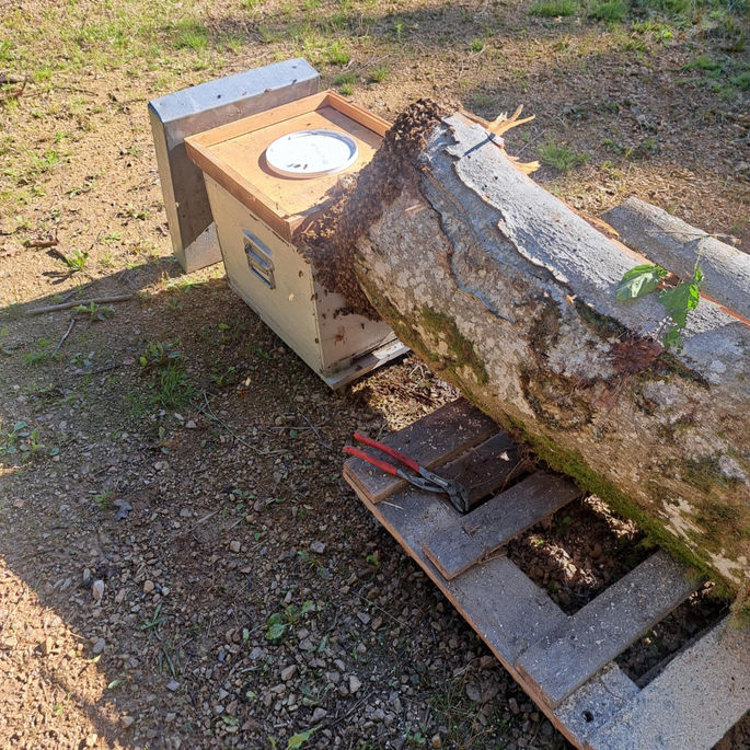 Sauvetage d'une colonie d'abeilles dans un arbre coupé