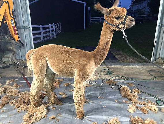 Shorn Alpaca 2 .jpeg
