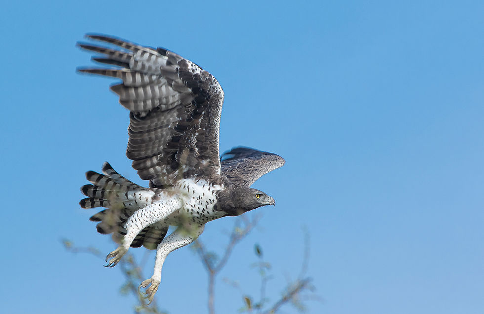 Botswana: A Raptor Photographer's Paradise
