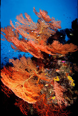 Sea Fans