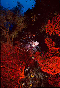 Lion Fish with Red Fan