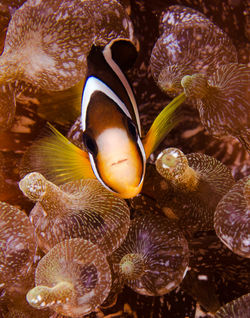 Baby anenomie fish copy