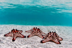 _-218Starfish Beach 10_