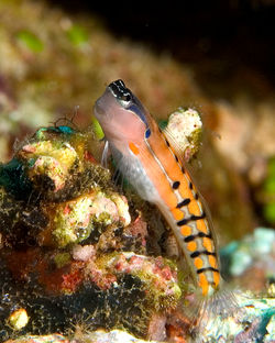 Blenny