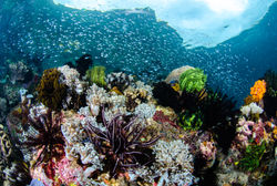 Crinoids and Glass fish on reef copy
