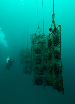 Oyster Farm
