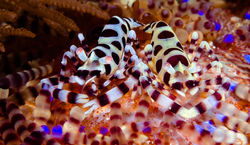 Coleman Shrimp copy