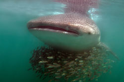 Whale Shark and fish