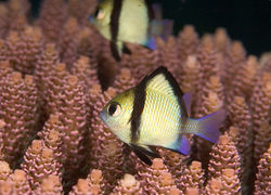 Coral Darts