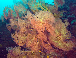 Coral Fan