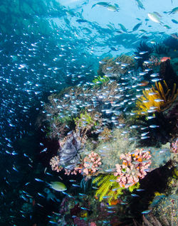 glassfish on reef 2 copy