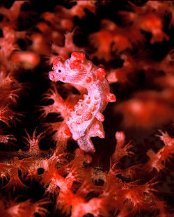 Pigmy Seahorse