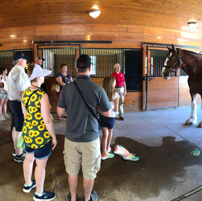 People looking at a Clydesdale horse