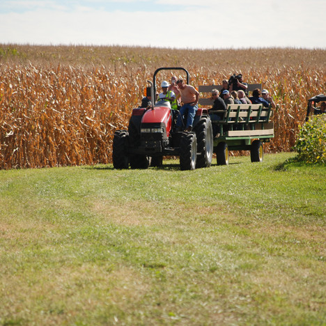 A red tractor pulling a trailer with people on it through a field next to corn