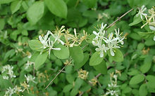 Click for more info.