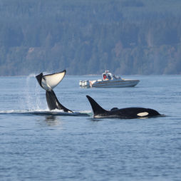 Neptune Wildlife Tours