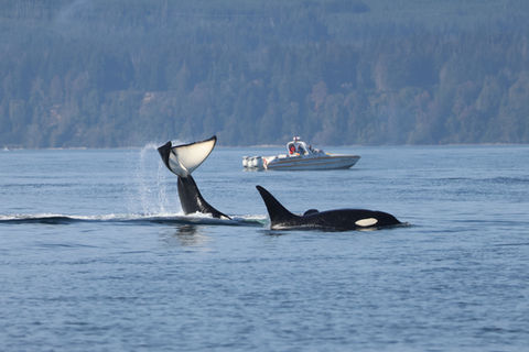 Neptune Wildlife Tours