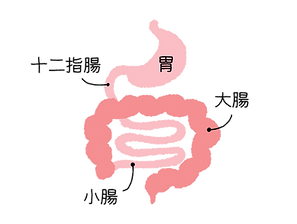胃 大腸、十二指腸、小腸イラスト.png
