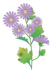 野菊
