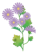 野菊