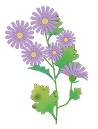 野菊